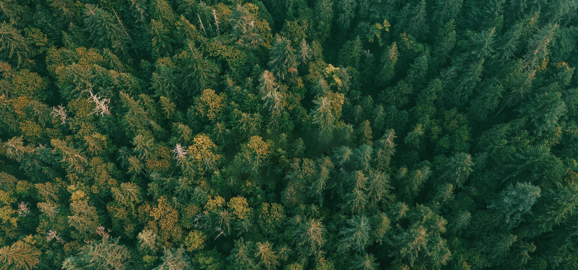 CHENGXIN WOOD INDUSTRY